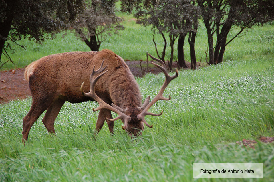 Carnes de Caza Silvestres