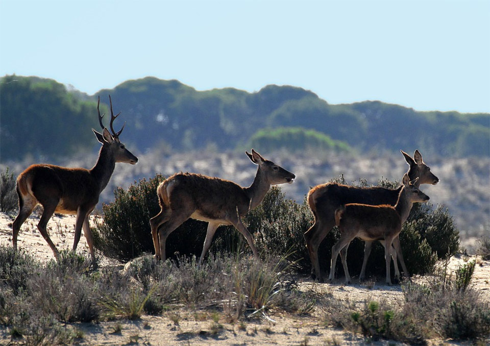 animales cinegéticos