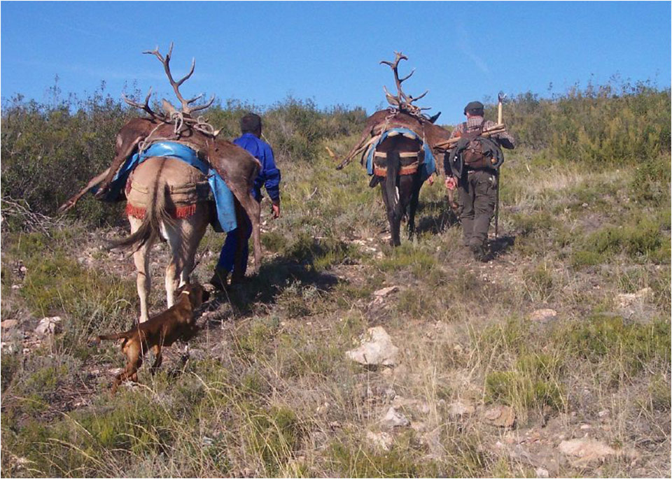 Carne Silvestre